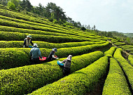 남도는 지금...곡우 맞아 보성군 햇차 수확 한창