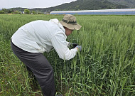 밀ㆍ 보리 등 맥류 붉은 곰팡이병...구례군 적기 방제 시급