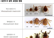 봄나들이 반려동물도 위험하다…4~5월 ‘참진드기 약충’ 급증