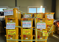 중국산 사과묘목 63만 주 ‘통째 밀수’…여의도 1.4배 과수원 될 뻔