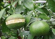 '폭염' 레드향 열광 피해...제주도 보험 보상된다