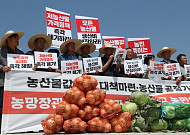 풍년이 공포가 된 양파밭…밭 갈아엎자 정부, 마트 특판 긴급 투입