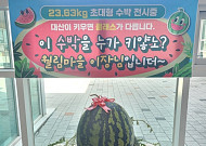 창원서 23.63㎏ '슈퍼수박' 수확⋯일반 수박 2배 크기
