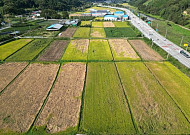 3만4000ha 삼킨 벼멸구 악몽…올해 방제는 ‘예측전’으로 간다