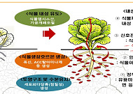 폭염에 말라가던 작물 살렸다…미생물제 쓰자 방울토마토 수확 21.4%↑