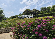 신안군, 도초도서 '2026 섬수국 축제' 개최