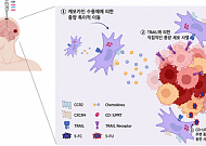 성빈센트병원, 뇌종양 잡는 줄기세포 개발…도농 만성질환 격차 16년째 지속 확인