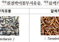 먹는 곤충도 농가부터 ‘해썹’…소비자 불신 넘을 안전망