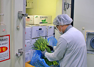 롯데마트·슈퍼, 7월에도 신선한 남해안 마늘쫑 선봬