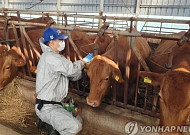 전북 순창 한우농장서 올해 첫 럼피스킨병 발생…“2종 가축 전염병 준한 방역”