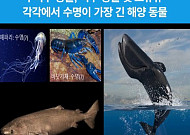 400년, 4000년 사는 해양생물⋯'역노화' 기술 개발 추진