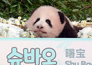 '푸바오 동생' 넷째 곰주 '슈바오' 첫 공개 현장 모습