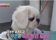 '더는 못 키워…' 반려견은 어디로 갈까