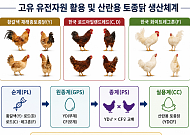 백숙·삼계탕 넘어 달걀로…토종닭, 프리미엄 시장 겨냥