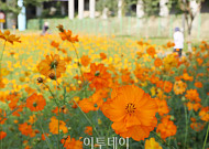 토요일 아침 쌀쌀·낮엔 더워⋯일교차 최대 15도 안팎