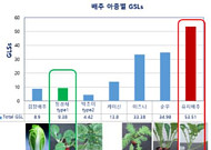고기 싸 먹는 쌈배추의 변신…항산화 성분 생성량 청경채의 35배