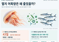 10년 새 해파리 출현 한 달 반 빨라져…남해 멸치 어획량은 25% 감소