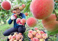 새콤달콤한 유혹… 과일축제