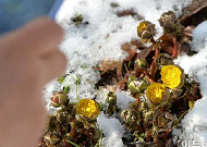 [포토] 겨울과 봄 사이에 피어난 '복수초'