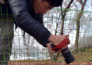 [포토] 봄 소식 전하는 '복수초'