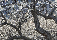 매화~산수유~튤립~<b>벚꽃</b> ‘축제 릴레이’…맞아, 봄이다