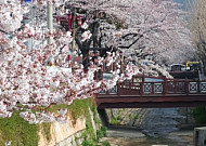 국내 최대 벚꽃축제 진해 군항제, 개막 10일 남았다