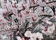 벚꽃 개화 기준은 무엇?...여의도 <b>윤중로</b> 만개 시점은 4월 4~6일