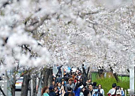 벚꽃축제 일정, 내일부터 윤중로 교통통제...&quot;벌써 만개, 빨리 가자~&quot;