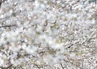 벚꽃 만개, 31일 진해군항제 전야제…&quot;다양한 행사 가득…온통 봄의 향연&quot;