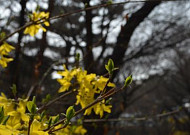 [포토뉴스] 봄을 만끽하세요. 개나리가 활짝 폈습니다