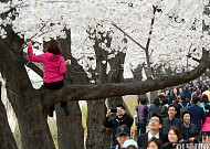 [포토]'벚꽃나무 위에는 오르지 마세요'