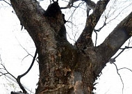 “숲이란 사회를 이루고 아프기도… 나무와 사람, 똑같지 않나요”