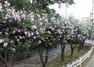 &quot;전국 <b>산촌</b>마을에 무궁화 동산을 조성합니다&quot;