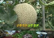 생생정보통 네트멜론…귀농부부 멜론으로 억대매출 "그냥 메론과 다른점은?"