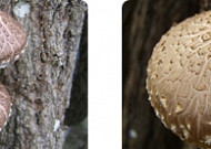 [숲과 나무의 가치] 버섯의 대표 주자 '표고버섯'