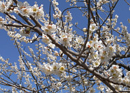 '봄 향기' 가득한 곳으로 떠나자