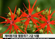 멸종위기 제비동자꽃 복원, 네티즌 관심 증폭 “어떤 꽃이길래?”