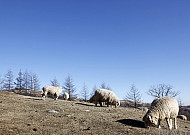 [이태인의 포토스토리] 양(羊)이 전하는 새해인사