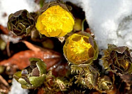 홍릉숲 복수초 1월말 개화 '깜짝'…대체 그 이유가?