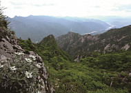 [김인철의 야생화] 산악인의 꽃 산솜다리