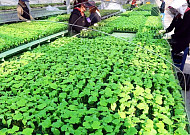 [포토]출하를 앞 둔 '파릇파릇'한 모종