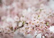 [4월의 窓 사진 촬영 <b>가이드</b>①] 싱그러운 봄 카메라 들고 떠나볼까?