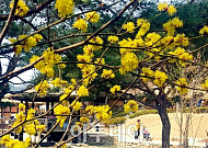 [포토]김유정 문학촌에 노랗게 피어난 '생강나무 꽃'