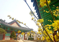 [포토]이것이 김유정의 단편소설에 등장하는 동백꽃~'생강나무 꽃'