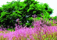 [<b>김인철</b>의 <b>야생화</b>] 연분홍 치마 흩날리며 핑크빛 사랑 나누는, 개정향풀
