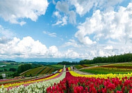 [추천 여행지] 7월의 섬, 제주 ㆍ일본 홋카이도