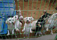 [반려동물 이야기] <b>유기견 보호</b>소 ‘행복한 강아지들이 사는 집’에 가다