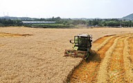 국산 밀 비축량 올해 2만5000톤…4년 새 30배 늘어