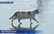 꽁냥이 챌린지 열풍…“꽁꽁 얼어붙은 한강 위로 고양이가 걸어다닙니다”