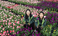 [포토] 에버랜드, 120만 송이 봄꽃 가득한 튤립축제 20일 개막